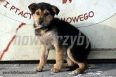 30.01.2014 ZDUŃSKA WOLA GMINA PIES 56175